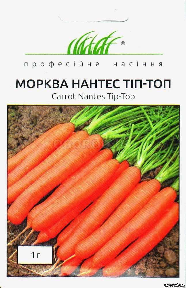 Морковь нетто. Морковь голландской селекции. Морковь Нантес Тип топ. Семена моркови голландской селекции для открытого грунта. Морковка/голландка.