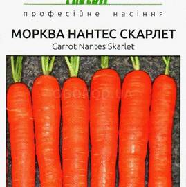 Семена моркови «Скарлет» (нантес), ТМ United Genetics (Италия) - 1 грамм