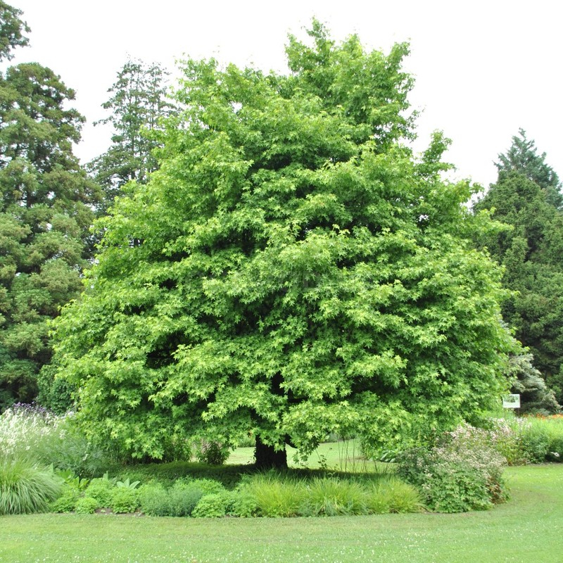 Кликните для увеличения изображения Семена ликвидамбара / Liquidambar orientalis, ТМ OGOROD - 10 семян
