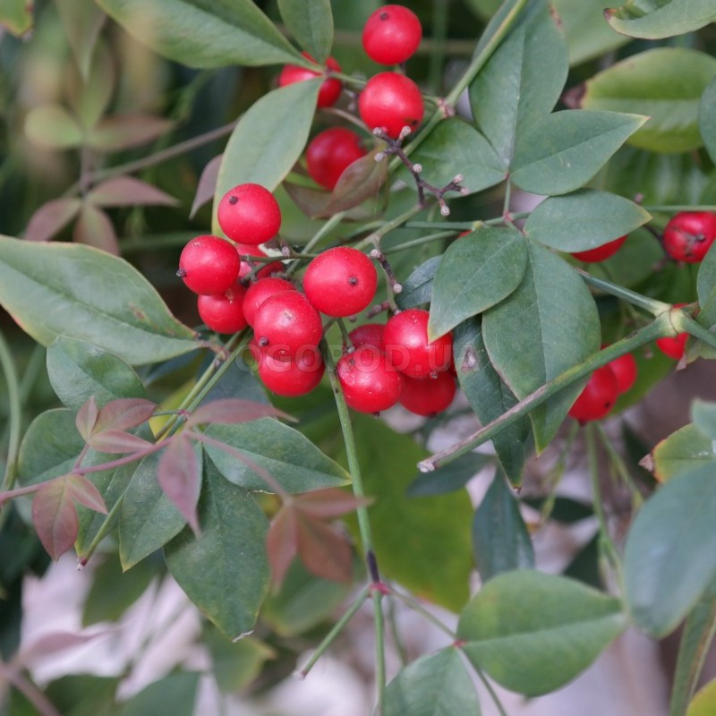 Кликните для увеличения изображения Семена маслинки многоцветковой / Elaeagnus multiflora, ТМ OGOROD - 10 семян