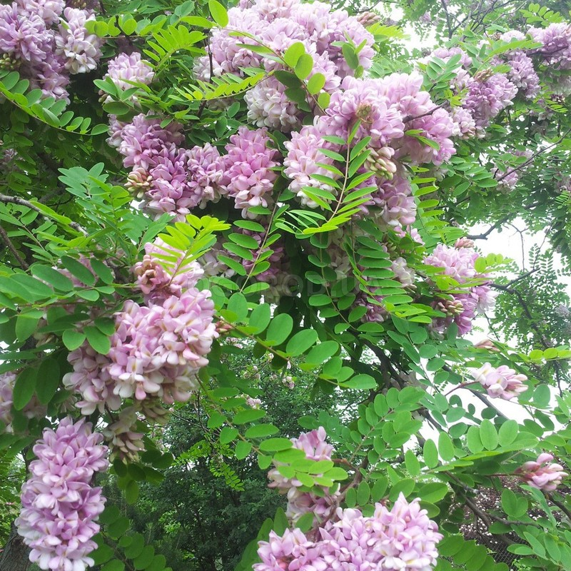 Кликните для увеличения изображения Семена робинии клейкой / Robinia viscosa, ТМ OGOROD - 10 семян