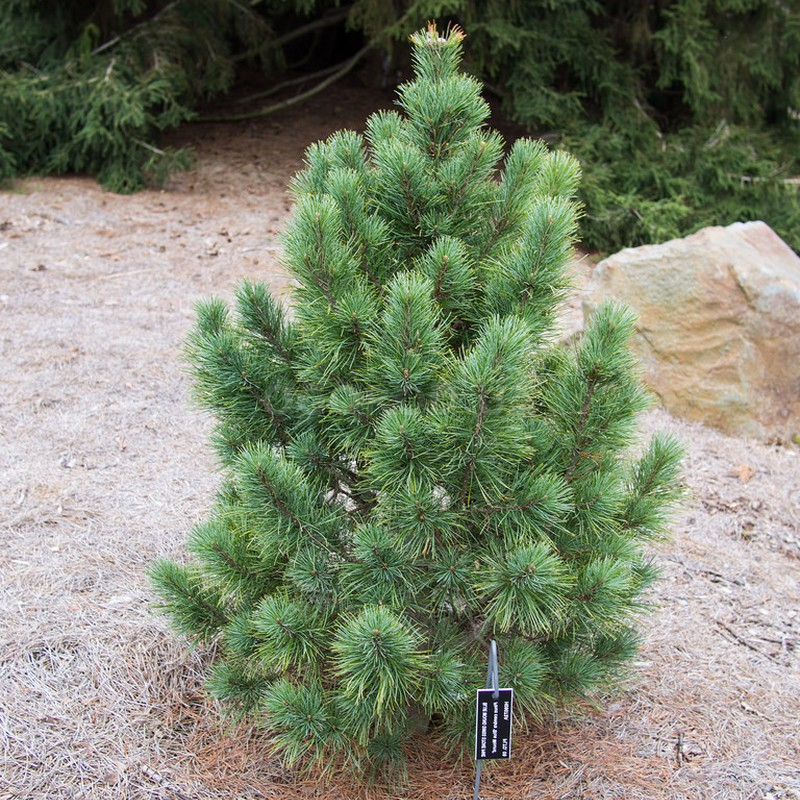 Кликните для увеличения изображения Семена сосны кедровой европейской / Pinus cembra, ТМ OGOROD - 30 семян