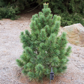 Семена сосны кедровой европейской / Pinus cembra, ТМ OGOROD - 10 семян