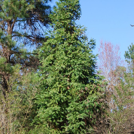 Семена кедра сибирского «Шепард» / Pinus sibirica, ТМ «ГАВРИШ» - 3 семечка