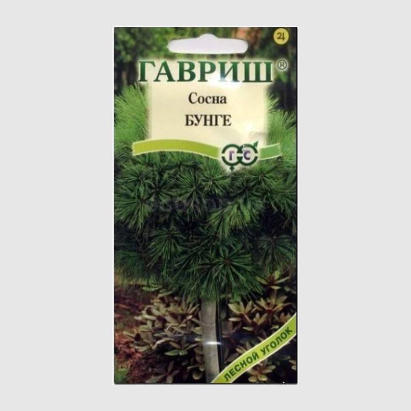 Кликните для увеличения изображения Семена сосны «Бунге», ТМ «ГАВРИШ» - 3 семечка