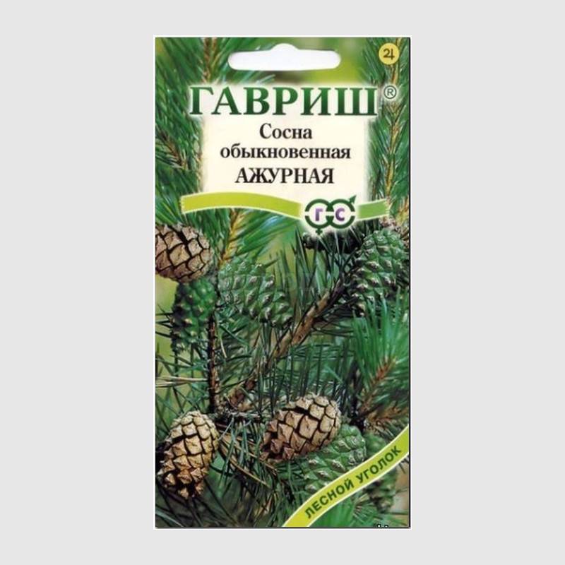 Кликните для увеличения изображения Семена сосны обыкновенной «Ажурная», ТМ «ГАВРИШ» - 0,2 грамма