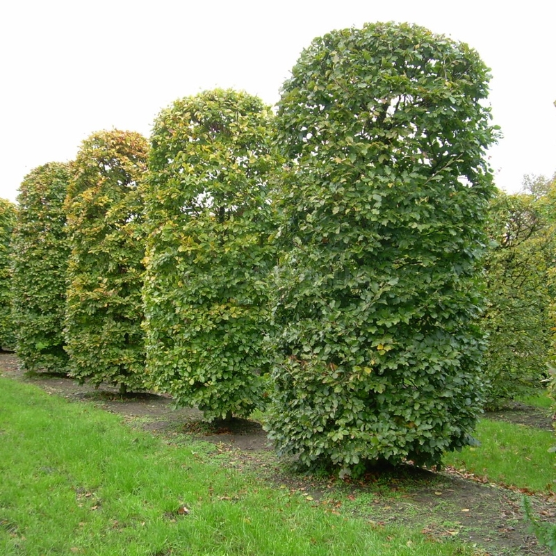 Кликните для увеличения изображения Семена бука лесного / Fagus sylvatica, ТМ OGOROD - 50 семян (ОПТ)