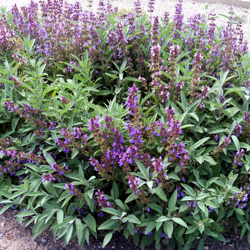 Кликните для увеличения изображения Семена шалфея лекарственного / Salvia officinalis, ТМ OGOROD - 0,4 грамма