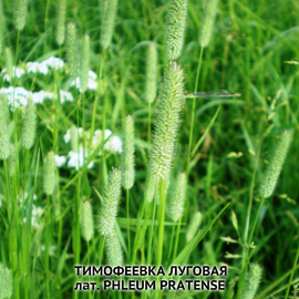 Семена тимофеевки луговой, ТМ OGOROD - 25 грамм
