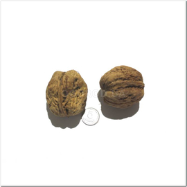 Семена грецкого ореха «Великан» / Giant walnut, ТМ OGOROD - 1 орех