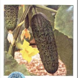 Семена огурца «Афина» F1 / Aphina F1, ТМ Nunhems - 20 семян