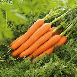 Семена моркови столовой «Лагуна» F1 / Laguna F1, ТМ Nunhems - 1 грамм