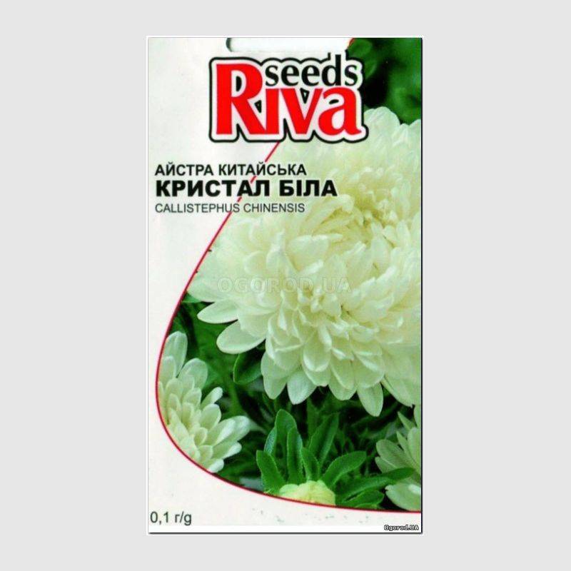 Кликните для увеличения изображения Семена астры белой «Кристалл», ТМ Kitano seeds - 0,1 грамм