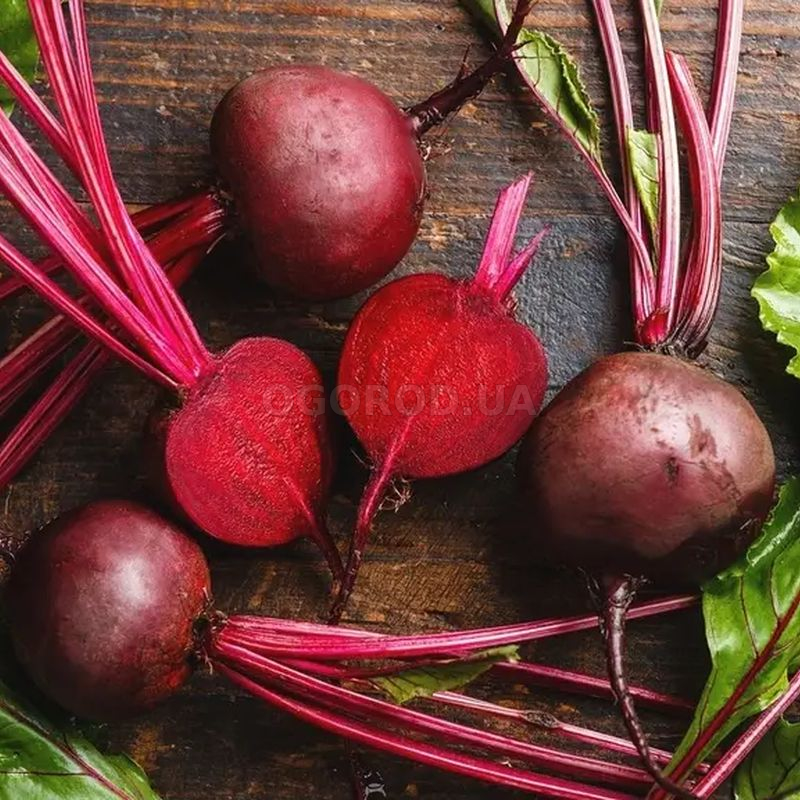 Кликните для увеличения изображения Семена свеклы кормовой «Центаур» / Beta vulgaris var. Zentaur, ТМ Malopolska Hodowla Roslin - 900 грамм