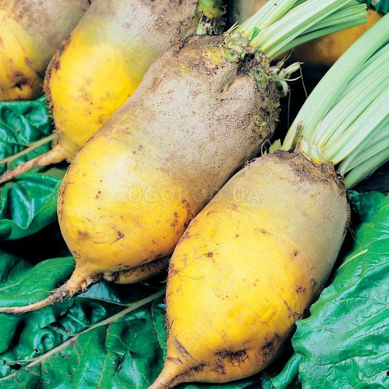 Кликните для увеличения изображения Семена свеклы кормовой «Урсус» / Beta vulgaris var. Ursus, ТМ Malopolska Hodowla Roslin - 10 грамм