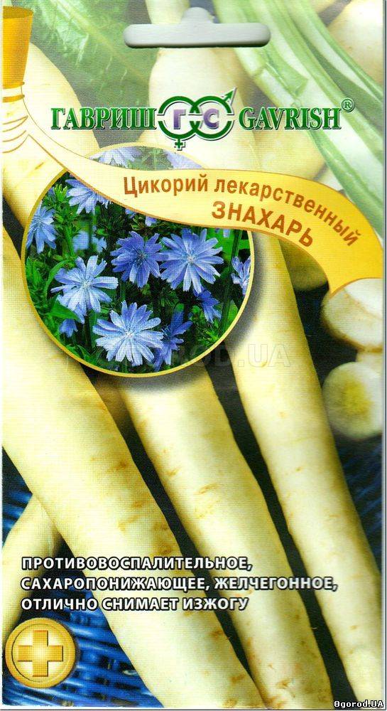 Кликните для увеличения изображения Семена цикория «Знахарь» (лекарственный), ТМ «ГАВРИШ» - 0,1 грамм