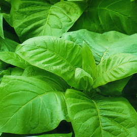 Семена табака «Гавана» / Nicotiana tabacum, ТМ «ГАВРИШ» - 0,01 грамм