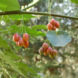Семена тамарилло, томатное дерево, цифомандра / Cyphomandra, ТМ OGOROD - 5 семян