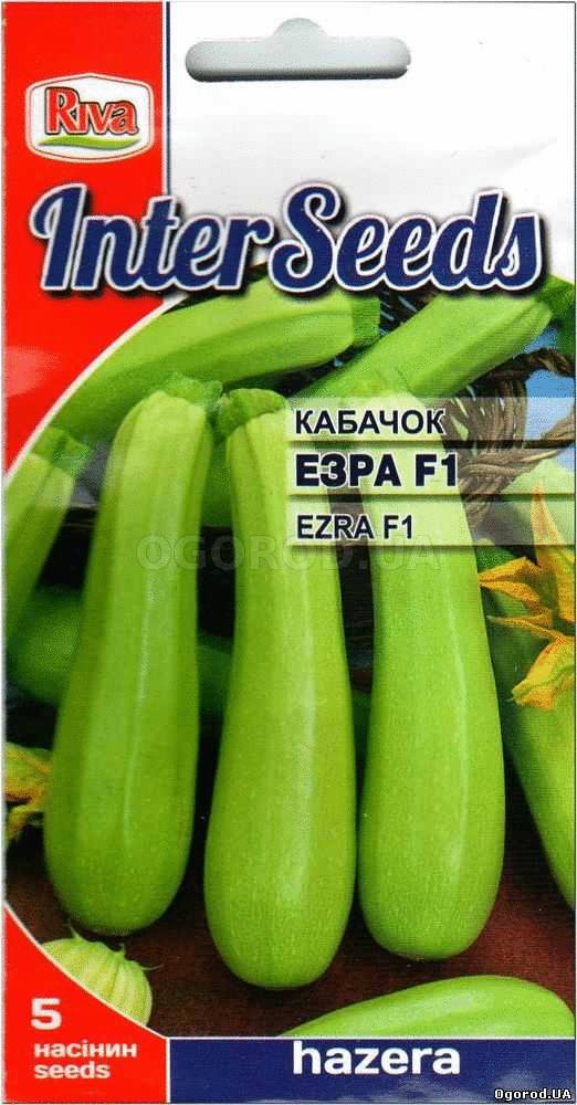 Кликните для увеличения изображения Семена кабачка «Эзра» F1 / Ezra F1, ТМ Hazera - 5 семян