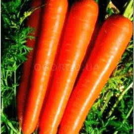 Семена моркови «Борец» F1, ТМ Clause - 0,5 грамм