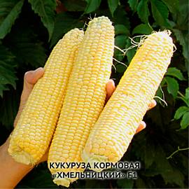 Семена кукурузы «Хмельницкая» F1 (кормовая), ТМ OGOROD - 100 грамм