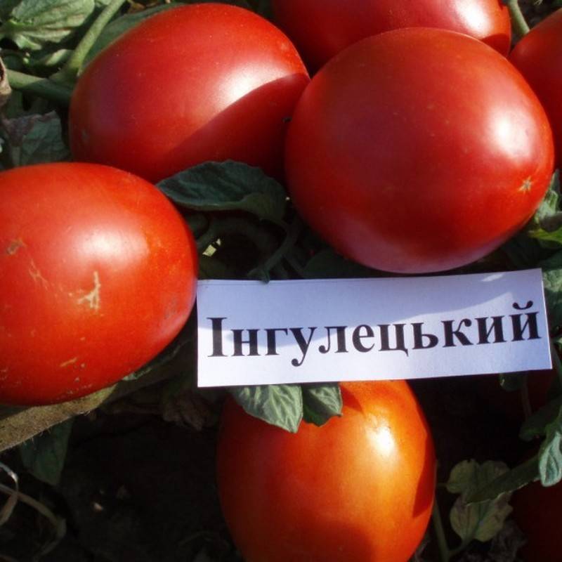 Кликните для увеличения изображения Семена томата «Ингулецкий», ТМ ИОЗ НААН - 200 семян