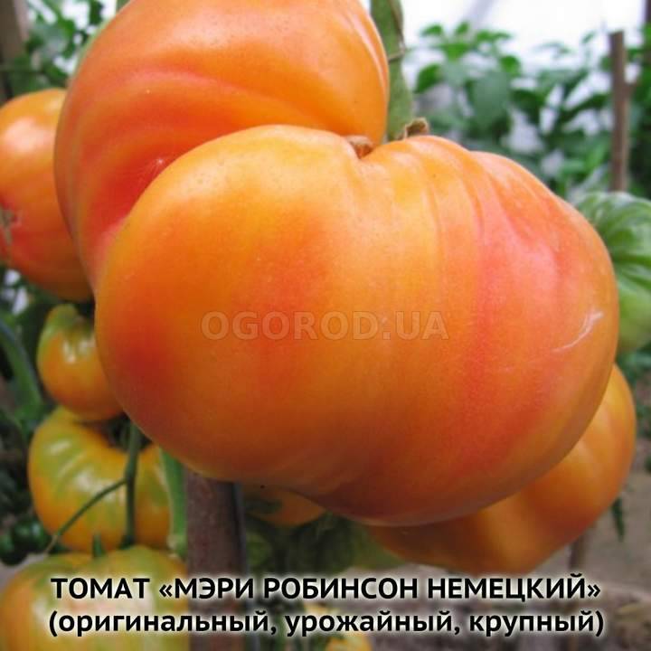 Немецкие томаты семена генералов семен