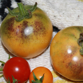 Семена томата Orange Fleshed / «Оранжевый с фиолетовыми пятнами», серия «От автора» - 10 семян