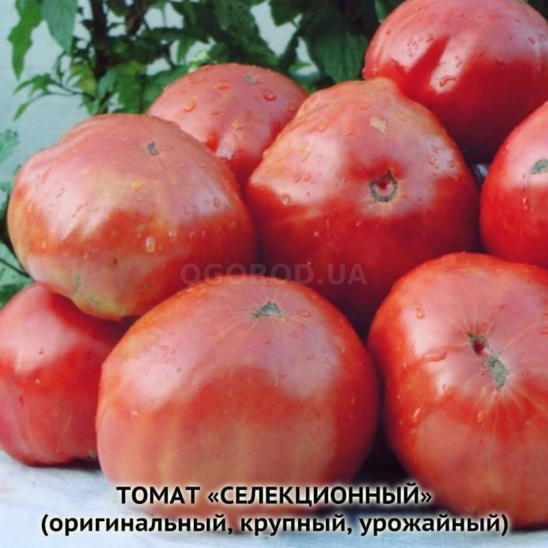 Семена томатов селекционные дуб его семена