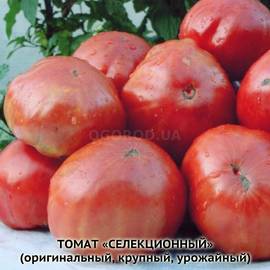 Семена томата «Селекционный», серия «От автора» - 10 семян