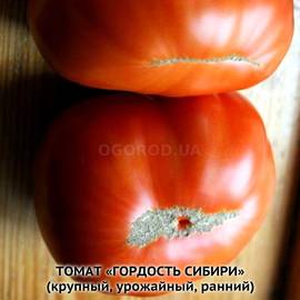 Семена томата «Гордость Сибири», серия «От автора» - 10 семян