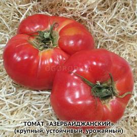 Семена томата «Азербайджанский», серия «От автора» - 10 семян