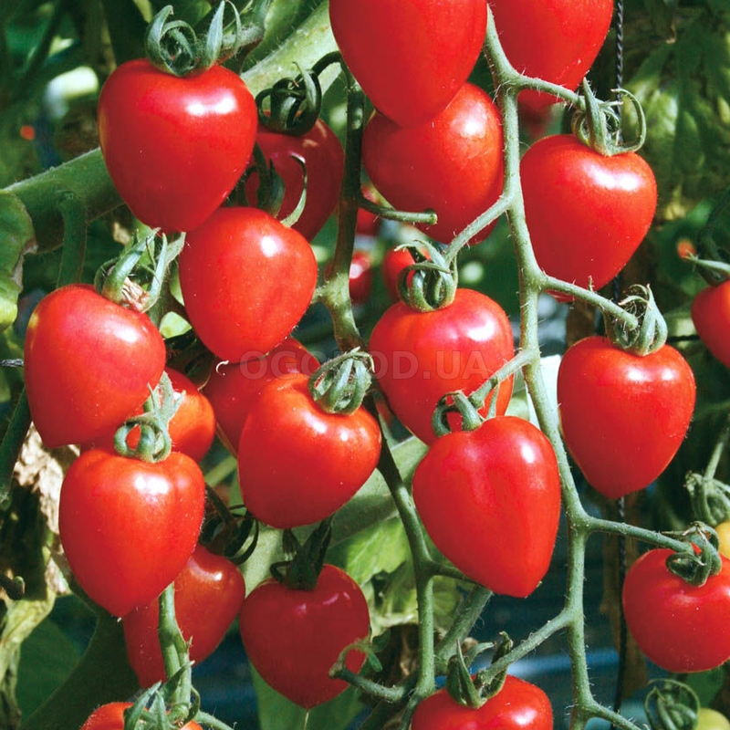 Кликните для увеличения изображения Семена томата «Tomatoberry» (Томатоберри), серия «От автора» - 10 семян