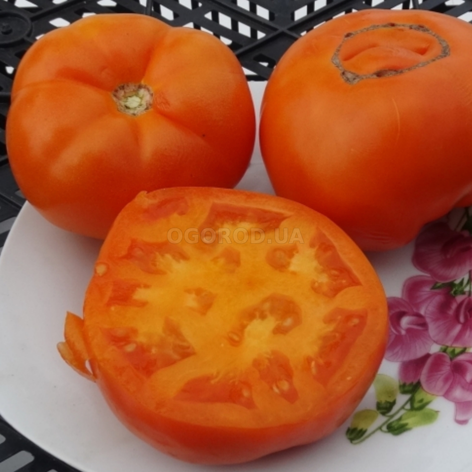 Кликните для увеличения изображения Семена томата «Russian Persimmon» (Рашен Персиммон), серия «От автора» - 10 семян