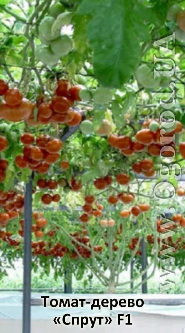 Дерево - томат