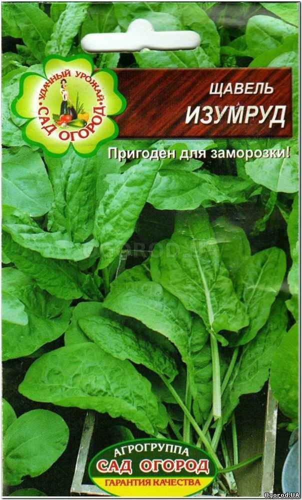 Кликните для увеличения изображения Семена щавеля «Изумруд», ТМ Агрогруппа «САД ОГОРОД» - 1 грамм