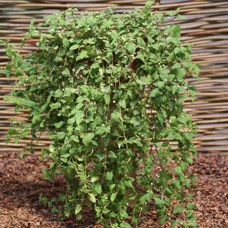 Кликните для увеличения изображения Семена липпии сладкой / Lippia dulcis, ТМ OGOROD - 50 семян(ОПТ)