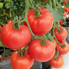 Семена томата «Груша черная», ТМ Агрогруппа «САД ОГОРОД» - 0,1 грамм
