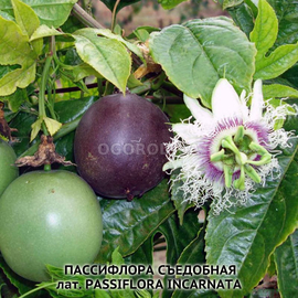 Семена пассифлоры съедобной / Passiflóra incarnáta, ТМ OGOROD - 4 семечка