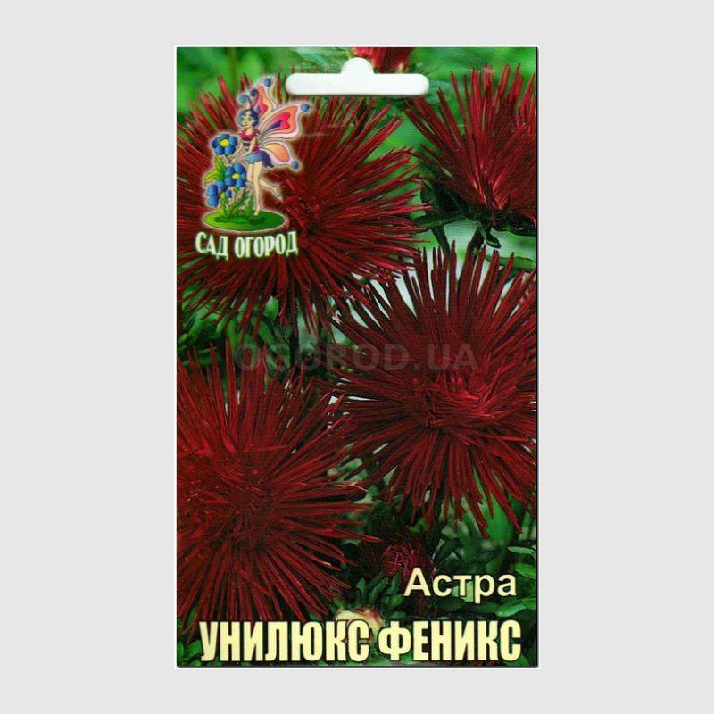Кликните для увеличения изображения Семена астры унилюкс «Феникс», ТМ Агрогруппа «САД ОГОРОД» - 0,3 грамма