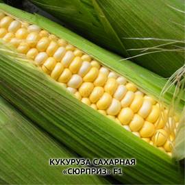 Семена кукурузы «Сюрприз» F1, ТМ ИОБ НААН - 10 семян