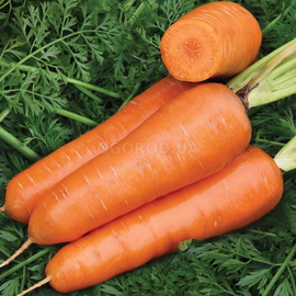 Семена моркови столовой «Шантанэ» / Shantanu, ТМ Clause Tezier - 2 грамма