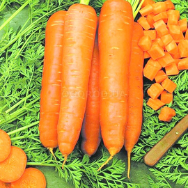 Семена моркови столовой «Скарла» / Scarle, ТМ Clause Tezier - 3 грамма