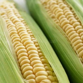 Семена кукурузы сахарной «Оверленд» F1, ТМ Syngenta - 20 семян