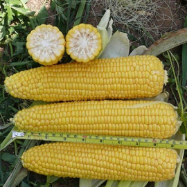 Семена кукурузы сахарной «Леженд» F1 / Lezhend F1, ТМ Clause Tezier - 5 грамм
