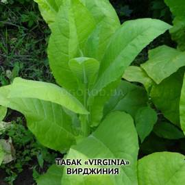 АКЦИЯ - Семена табака «Virginia» (Вирджиния), ТМ OGOROD - 300 семян