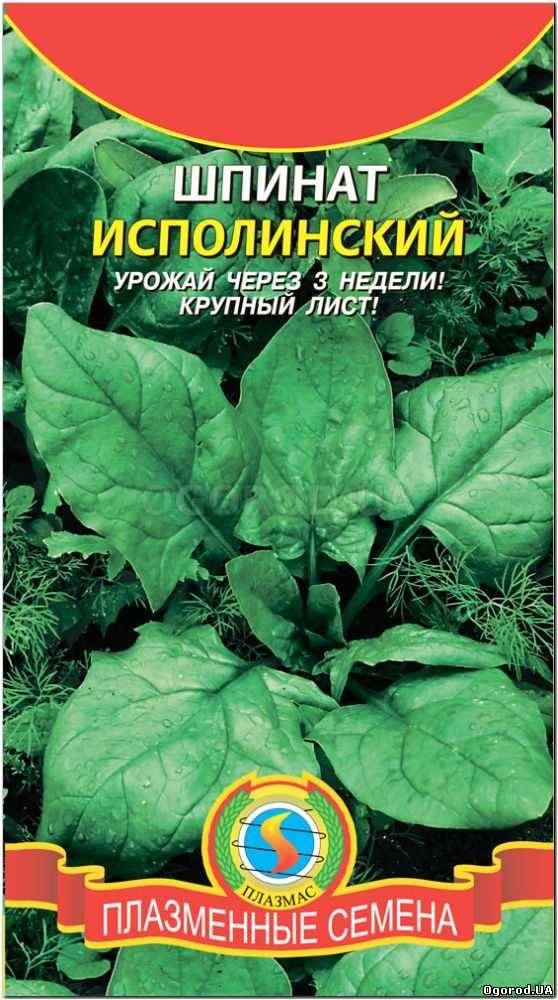 Кликните для увеличения изображения Семена шпината «Исполинский», ТМ «ПЛАЗМЕННЫЕ СЕМЕНА» - 2 грамма