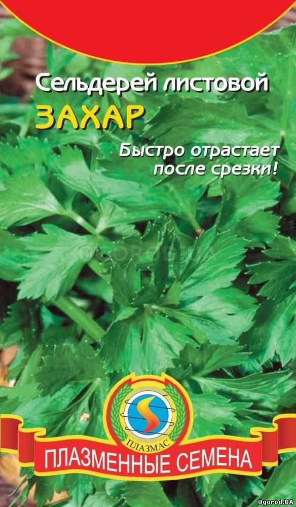 Кликните для увеличения изображения Семена сельдерея листового «Захар», ТМ «ПЛАЗМЕННЫЕ СЕМЕНА» - 0,5 грамм