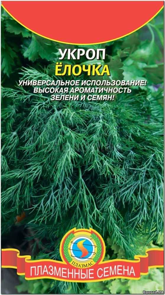 Кликните для увеличения изображения Семена укропа «Елочка», ТМ «ПЛАЗМЕННЫЕ СЕМЕНА» - 2 грамма