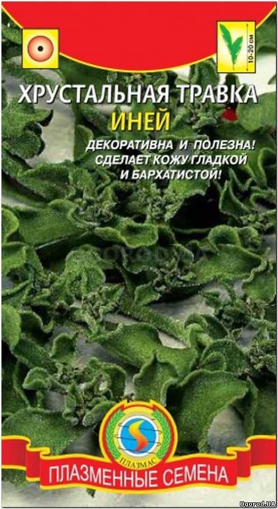 Кликните для увеличения изображения Семена хрустальной травки «Иней», ТМ «ПЛАЗМЕННЫЕ СЕМЕНА» - 0,02 грамма
